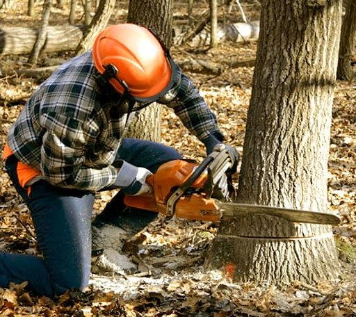 Tree Removal in Loughman, FL